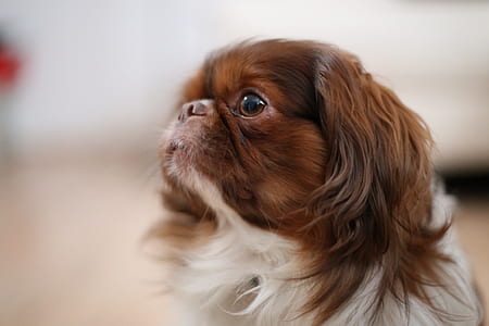 adult white and tan English toy spaniel thumbnail