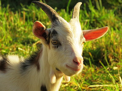 closeup photo of white and black goat's face thumbnail