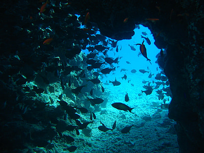 school of fish in sea cave thumbnail