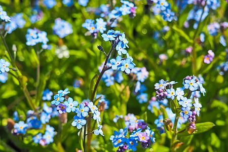 nature, field, flowers, blue thumbnail