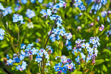 macro shot of blue and pink flowers thumbnail