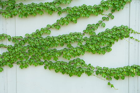 green leafed plant thumbnail