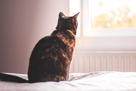 tortoise cat sitting on bed while looking at the window thumbnail