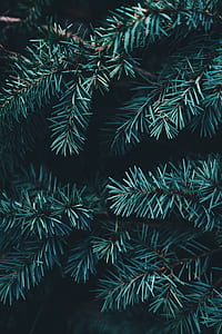 evergreen, green, branch, fir thumbnail