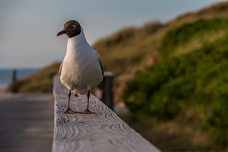white and black seagull on brown wooden dock thumbnail