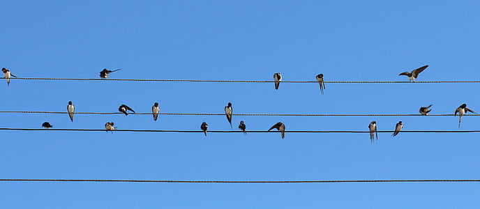 flock of barn swallows perched on cable during daytime thumbnail