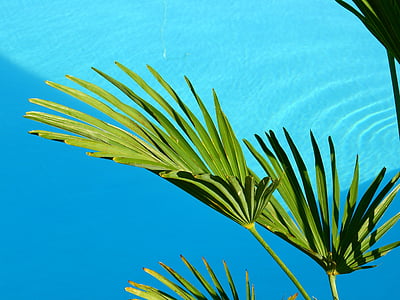 green fan palm tree on top of blue rippling water thumbnail