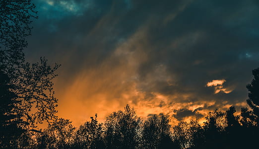forest under black sky thumbnail