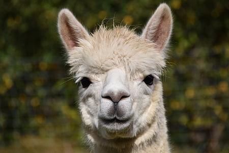 selective focus of alpaca thumbnail