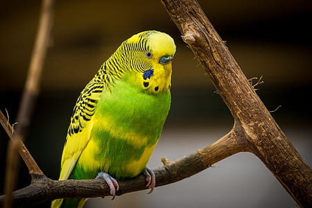 yellow and green budgerigar perched on brown branch at daytime thumbnail