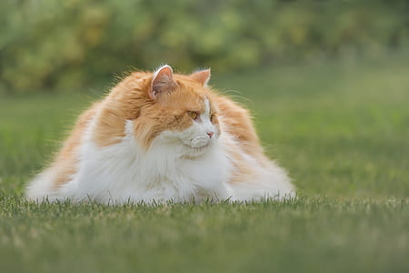 orange and white cat lying on grass thumbnail