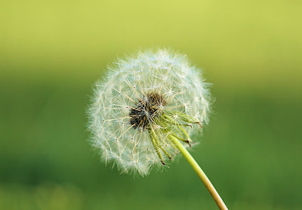 Dandelion close up photography thumbnail
