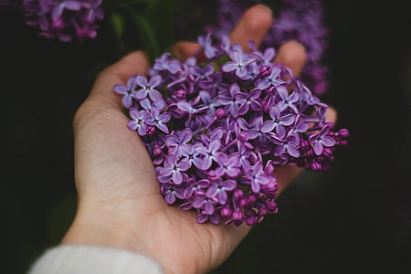 person holding purple petaled flowers thumbnail