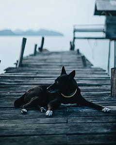 A Dogs Life thumbnail