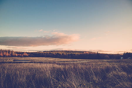 grass field during daytime thumbnail