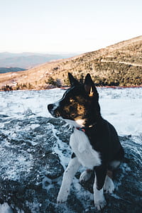 white and black dog sitting on snowy stone thumbnail