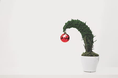 red bauble hanging on green leafed plant thumbnail
