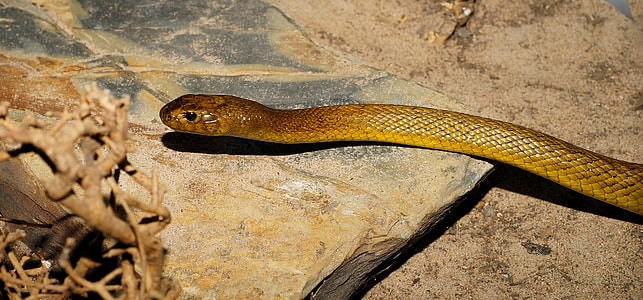 yellow cobra snake thumbnail