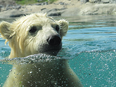 brown bear in the water during daytime thumbnail