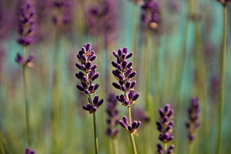 close-up photo purple petaled flowers thumbnail