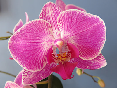 selective focus photography of pink boat orchid in bloom thumbnail