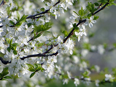 selective focus photo of white petaled flowers thumbnail