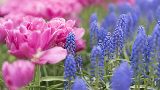 pink flowers and lavender thumbnail