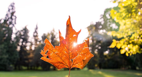 closeup photography of brown maple leaf thumbnail