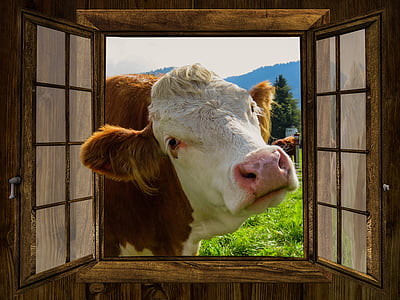 photo of brown and white cow thumbnail