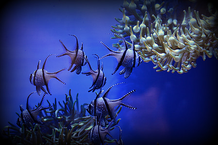 grey fish between corals thumbnail