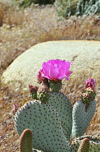 selective focus photography of pink flowering Barbary fig cactus thumbnail