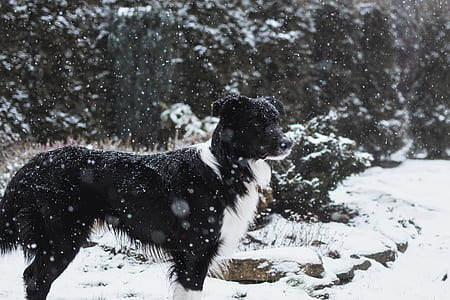 black and white dog on snow thumbnail