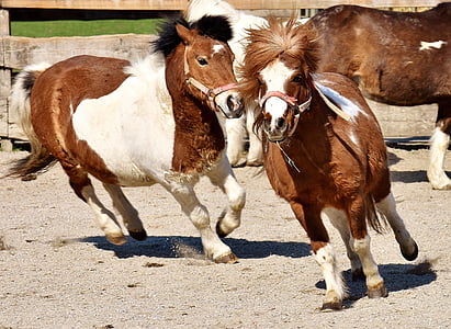 brown and beige horse herd thumbnail