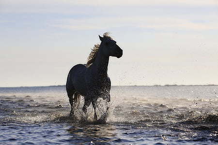 black horse running on seashore under white sky thumbnail