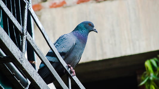 bird, animal, beak, colors thumbnail