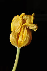 yellow flower with black background thumbnail