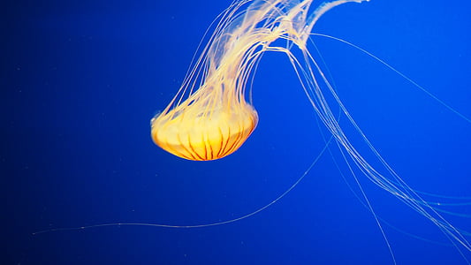 yellow jelly fish digital wallpaper thumbnail