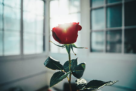 Red Rose In Window Light Photo thumbnail