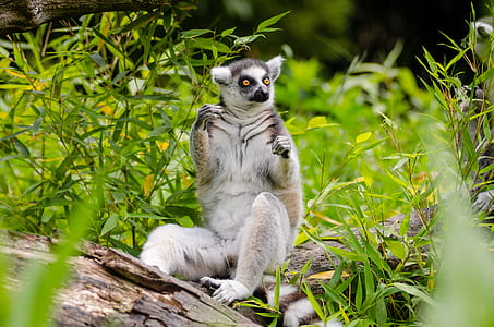 brown and white leemur on brown log thumbnail