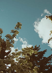 green leaves thumbnail