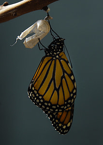 monarch butterfly thumbnail