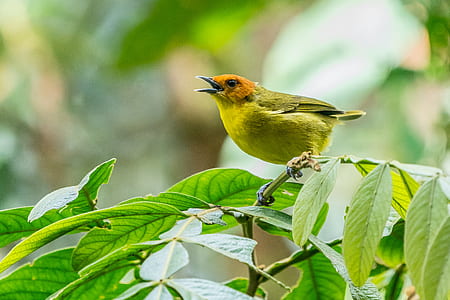 green bird on green plant thumbnail