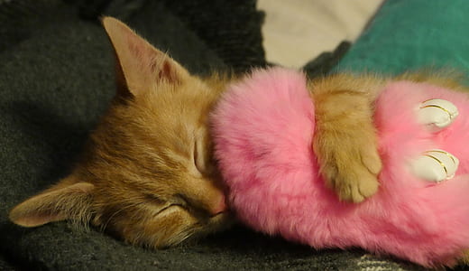 orange tabby kitten hugging pink plush toy thumbnail