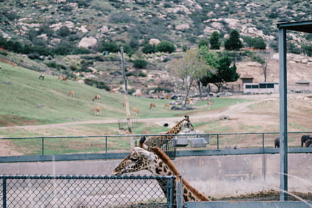 two giraffe on cage thumbnail