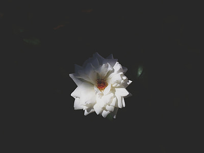 white flower thumbnail