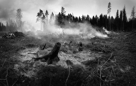 grayscale photography of forest battleground thumbnail