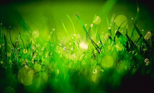 macro photography of green grass at daytime with water drops thumbnail