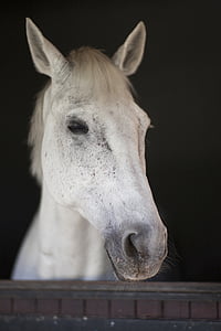 macro photography of white horse in stable thumbnail
