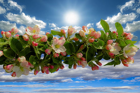 close-up photo of white and pink apple blossoms thumbnail