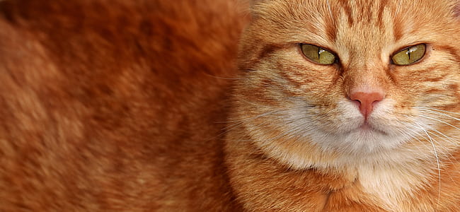 orange cat thumbnail